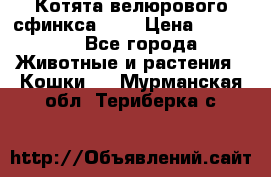 Котята велюрового сфинкса. .. › Цена ­ 15 000 - Все города Животные и растения » Кошки   . Мурманская обл.,Териберка с.